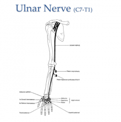 The ulnar nerve-hitting this causes the "funny bone" sensation in the medial 1.5 digits.