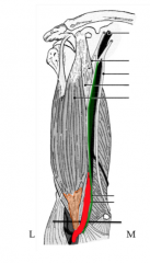 TAN!
Tendon: Biceps Brachii
Artery: Brachial Artery
Nerve: Median Nerve (does not innervate the arm)