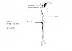 It only carries sensory fibers and then becomes the lateral cutaneous nerve of the forearm.