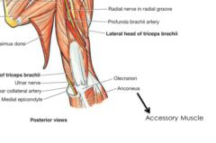 An accessory muscle of extension