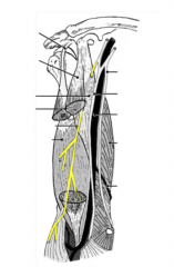Innervates the coracobrachialis, biceps brachii, and brachialis containing fibers from C5-7