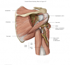 Triceps, brachioradialis, Extensor carpi radialis longus-gives off a deep and superficial (cutaneous) branch. Then the deep branch innervates the extensor carpi radialis brevis and pierces  the supinator muscle before transforming into the Posteri...