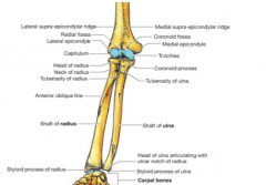 A shallow dip on the anterior distal humerus that houses the coranoid dip of the ulna when the elbow is flexed.