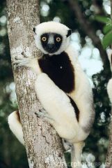 -Indris, Sifakas-Leapers both on land and in trees