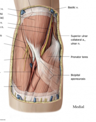 Superiorly: Imaginary line connecting medial and lateral epicondyles
Medially: Pronator Teres
Laterally: Brachioradialis