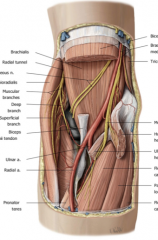 The radial artery (travels laterally) and the ulnar artery (travels medially)
