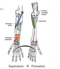 This bracelet muscle is responsible for pronation of the forearm