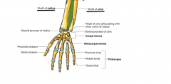 Flexion, Extension, Abduction (Radial deviation), and Adduction (Ulnar deviation)