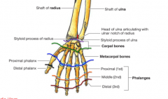 The joint between the ulnar and radius before they articulate with the carpal bones. An articular cartilage disc prevents the ulnar from articulating with the carpal bones of the wrist
