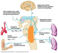 Which of the following does not assist in coordinating heart rate and breathing rate?-midbrain-Pons-Medulla oblongata