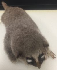 Suborder: Lemuriformes
Family Cheirogaleidae