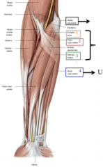 The medial epicondyle known as the common flexor tendon (inflammed known as Golfers elbow)