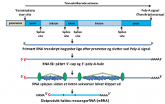 1. - RNA polymerase adskiller den dobbeltstrenget DNA til enkeltstrenget og binder sig til promoter regionen vha. transkriptionsfaktorer 


2. - RNA polymerase bruger den 3' - 5' DNA streng som skabelon 


3. - RNA polymerase bevæger sig 3'-5' og...
