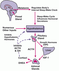 Melatonin is associated with all but which of the following?-epithalamus-pineal gland-sleep cycle-hypothalamus 