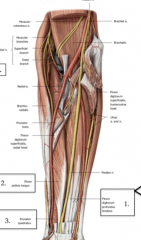 The anterior surface of the ulna to the base of the distal phalanx.