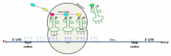 1.
I ribosomerne aflæses mRNA af tRNA i retning 5'-3', hvor translationen starter ved et startcodon AUG 

2.
tRNA er bundet til en aminosyre og aflæser mRNA ved at have en anticodon, der undergår komplementær basseparring med mRNA's codons...