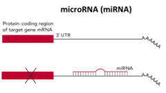 miRNA er et kort RNA-molekyler på ca. 20 bp der vha. komplementær baseparring kan binde sig til mRNA og hæmme translationen