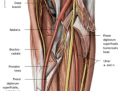This nerve known as the anterior interosseous nerve innervates the radial half of FDP, and the flexor pollicis longus and pronator quadratus