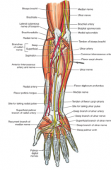 The radial and ulnar artery. This divides just distal to the cubital fossa.
