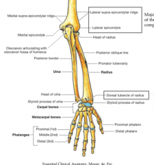 The Dorsal tubercle of the radius and a projection from the styloid processes. This is the attachment of the Extensor Pollicis Longus