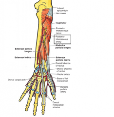 The Posterior Interosseous Artery-a branch of the Ulnar artery.