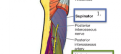 The radial nerve-once it emerges it is the posterior interosseous nerve