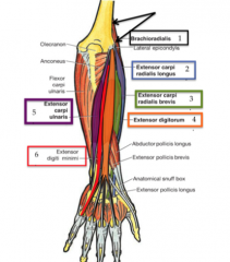 The extension and lateral deviation of the wrist. Attachments are the CFT and the base of the 3rd metacarpal. This muscle is innervated by the deep radial nerve.
