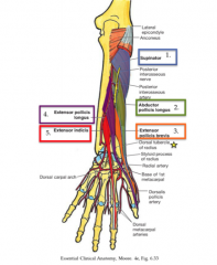 The Extensor pollicis longus inserts along the base of the distal phalanx of the thumb and therefore is most distal. The brevis attaches at the proximal phalanx and the abductor inserts at the base of the first metacarpal (thumb metacarpal)