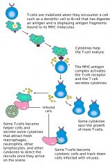 1. mobilised by binding to MHC - antigen complex
2. MHC - antigen complex activates T cell to release cytokines
3. Cytokines mature T cells
4. Cytokines cause 3 divergin paths of differentiation
i) some become T cells which secrete more cytokines
...