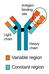 1. Antigen binding site
2. Heavy chain
3. Light chain
4. Hinge region
5. Disulfide bond
6. Variable region
7. Constant region