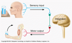 Which of the following exhibits the greatest diversity in neural response?-Sensory -Motor