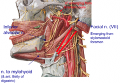 n to mylohyoid = motor branch of inferior alveolar n from V3