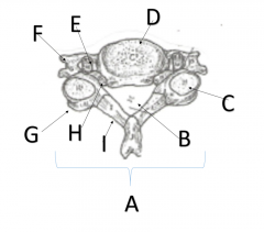 What is structure H on cervical vertebrae?