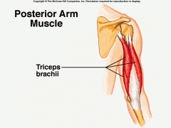 Triceps brachii




Origin: Long head: infraglenoid tubercle of the scapula


Lateral head:


posterior shaft of humerus


Medial head:


radial groove on humerus




Insertion: olecranon procesess of the ulna

Action: extension atelbow