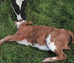In neonatal calves and foals, what is the most common reason that these animals succumb to disease and death?