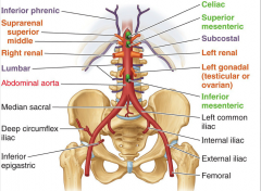 3 unpaired visceral (Celiac, sup. mes., inf. mes.)
3 paired visceral (suprarenal superior and middle, renal, gonadal)
3 paired parietal (inf. phrenic, subcostal, lumbar)