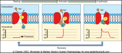 *Na+ Channel blocking agents block when channels are open or inactive (phases 0-3).
*Then they dissociate from the receptor when channels are at rest (phase 4).