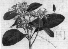 *Stereoisomer of quinine, derived from bark of cinchona tree.
*Identified to have antiarrhythmic properties by Wenckebach in 1912.