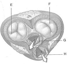 This cross section of the heart shows the heart during....