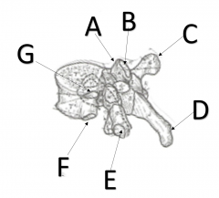 What is the name of structure C on thoracic vertebrae?