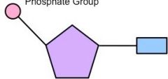 What part of the nucleotide is coloured purple in this image?