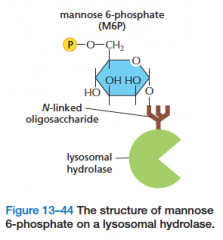 Transport of hydrolases from Golgi to lysosome (hint: look at this pic)