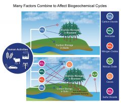 The cycling of a chemical element through the biosphere; its pathways, storage locations, and chemical forms in living things, the atmosphere, oceans, sediments, and lithosphere