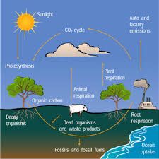 Biogeochemical cycle of carbon. Carbon combines with and is chemically and biologically linked with the cycles of oxygen and hydrogen that form the major compounds of life
