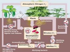 A complex biogeochemical cycle responsible for moving important nitrogen components through the biosphere and other earth systems