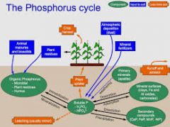 Ma major biogeochemical cycle involving the movement of phosphorous throughout the biosphere and lithosphere. 