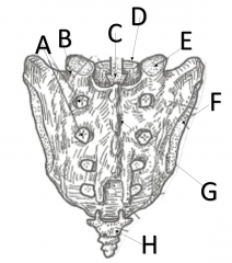 What is the structure H on sacrum?