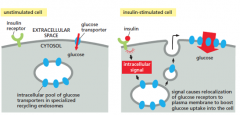 (recycling endosomes)


 


in unstimulated cells, a pool of glucose transporters, which mediate glucose uptake, are stored in recycling endosomes


 


when insulin binds to its receptor on the cell surface, it stimulates vesicles to ra...