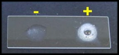     The right side of the slide, shows a positive reaction for which biochemical test?
