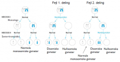 Non-disjunction i 1. deling giver 2 forskellige kromosomer 


Non-disjunction i 2. meiotisk delng giver 2 ens kromosomer